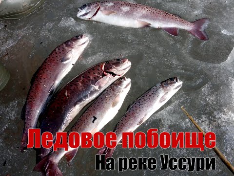 Видео: Ледовое побоище. Ленок и хариус на остатках льда реки Уссури.