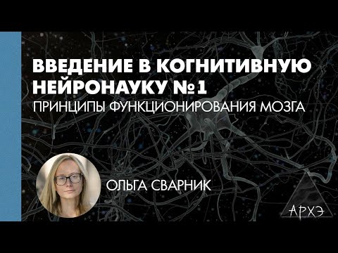 Видео: Ольга Сварник: Принципы функционирования мозга