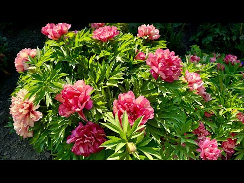Видео: Цветение пионов 2024