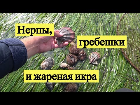 Видео: Нерпы, гребешки и жареная икра / Seals, scallops & fried fish eggs