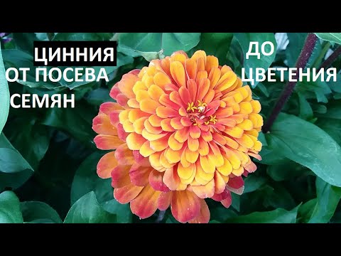 Видео: Цинния от А до Я.
