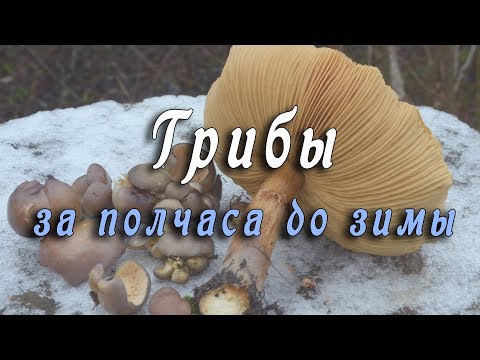 Видео: Грибы за полчаса до зимы