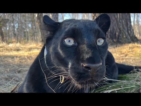 Видео: К пантере Луне в деревню прокрался ушастый гость🤪