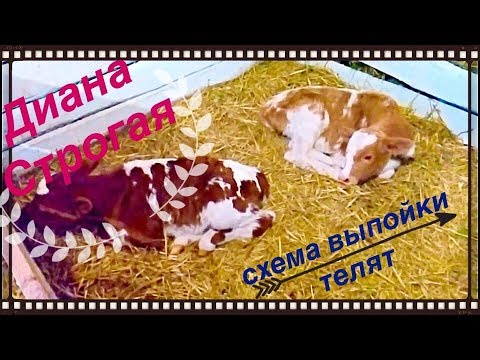 Видео: Схема ВЫПОЙКИ телят!