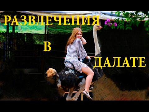 Видео: Катание на страусах. Вьетнам. Далат.