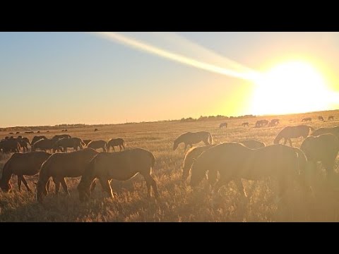 Видео: Вечер с подписчикам!