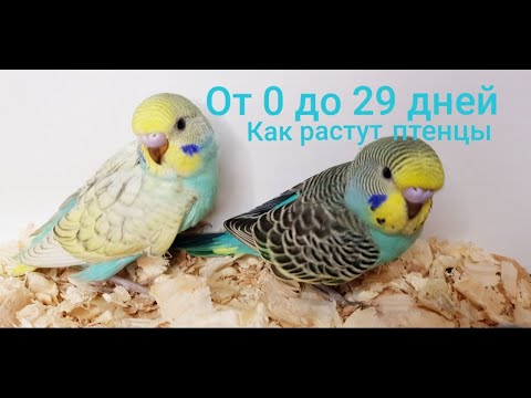 Видео: КАК РАСТУТ ПТЕНЦЫ ВОЛНИСТЫХ ПОПУГАЕВ ОТ 1 ДО 29 ДНЕЙ!