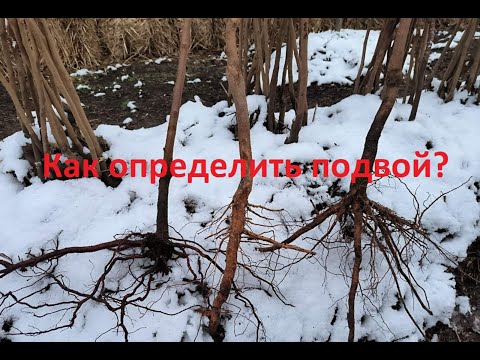 Видео: Как определить подвой у персика?