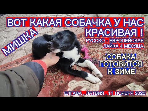 Видео: НАША СОБАЧКА ГОТОВИТСЯ К ХОЛОДАМ - ОТРАЩИВАЕТ ЗИМНИЙ ПОДШЕРСТОК