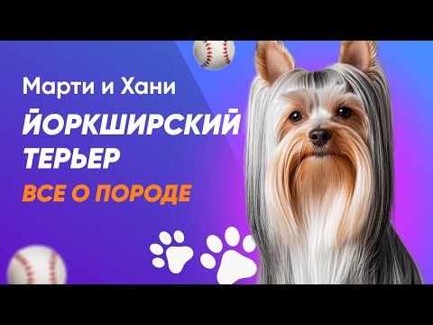 Видео: ЙОРКШИРСКИЙ ТЕРЬЕР ВСЕ О ПОРОДЕ / ПЛЮСЫ И МИНУСЫ ЙОРКА / КОМУ НЕ ПОДОЙДЕТ? / УХОД И СОДЕРЖАНИЕ