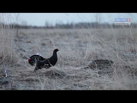 Видео: Весенняя страсть Терентия. Фильм Сергея Герасимова