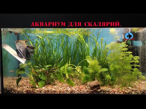 Видео: Аквариум для скалярий.