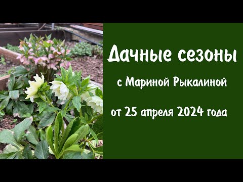 Видео: Дачные сезоны с Мариной Рыкалиной от 25 апреля 2024 года