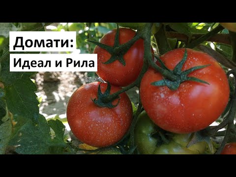 Видео: Домати: Идеал и Рила