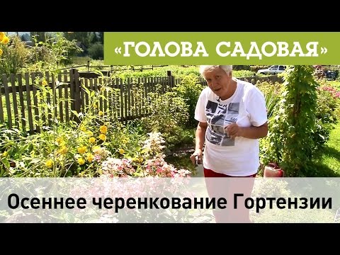 Видео: Голова садовая - Осеннее черенкование Гортензии