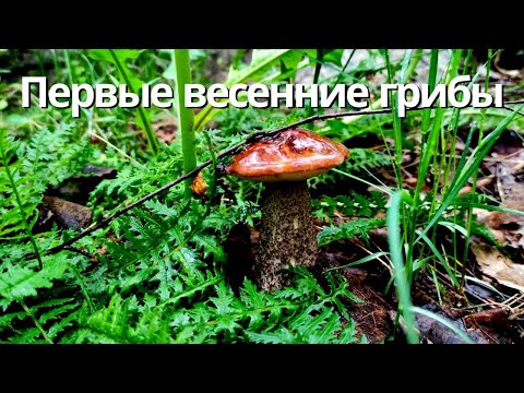 Видео: Первые весенние подосиновики в Алматы