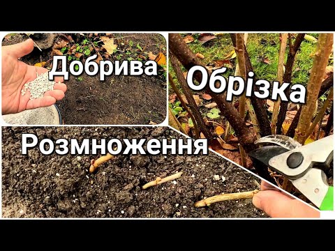 Видео: Догляд за смородиною восени | Як легко розмножити смородину