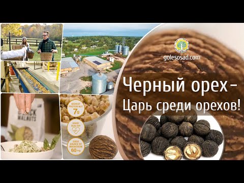 Видео: ЧЕРНЫЙ ОРЕХ - ЦАРЬ СРЕДИ ОРЕХОВ!