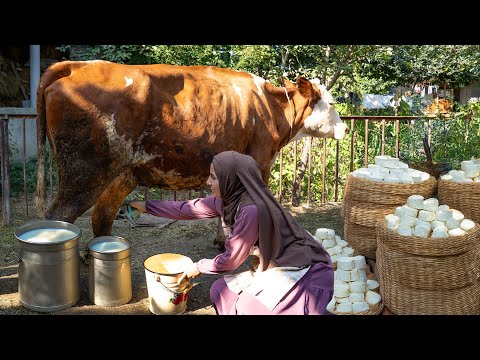 Видео: 🐄 Деревенский Сыр Из Свежего Молока! Жизнь В Азербайджанской Деревне.