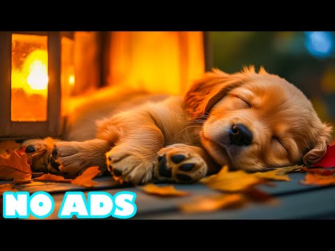 Видео: Музыка для собак 24/7 днем и ночью 💤 От игр до сна — идеальный покой для собак