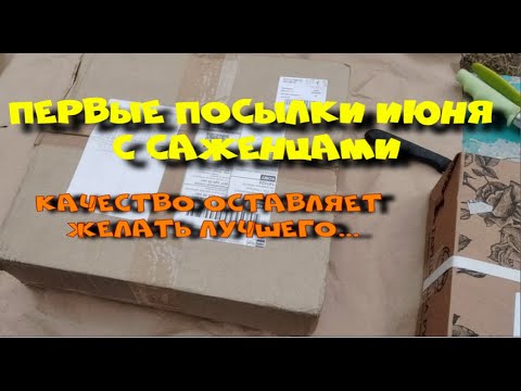 Видео: Первые посылки июня с саженцами. Настроение ухудшается.