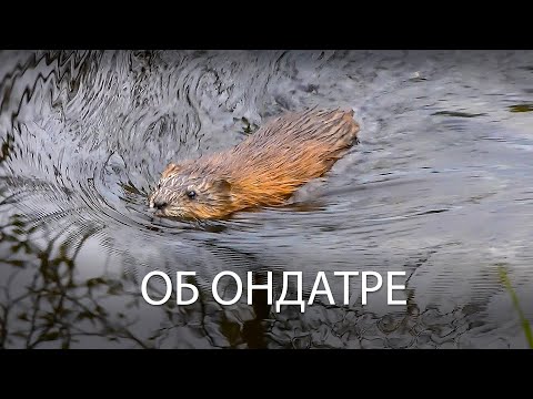 Видео: Об ондатре