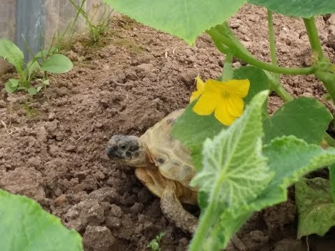 Видео: Уход за сухопутной черепахой. Пышка гуляет.