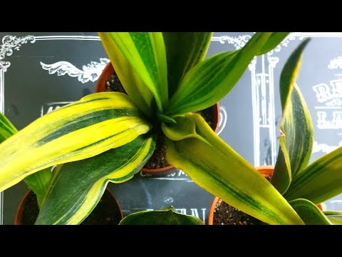 Видео: Моя Новиночка❤Красотка Сансевиерия Golden Flame🔥(Был один горшок - стало четыре)🙈😊