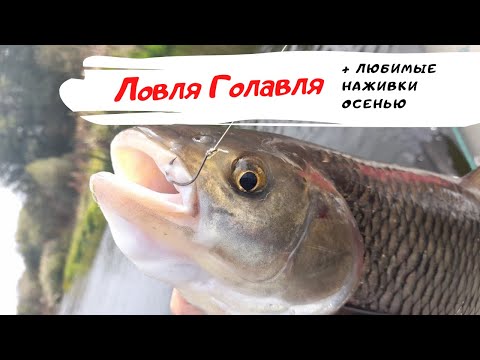 Видео: ЛОВЛЯ ГОЛАВЛЯ на ДОНКИ рыбалка поздней осенью на донки