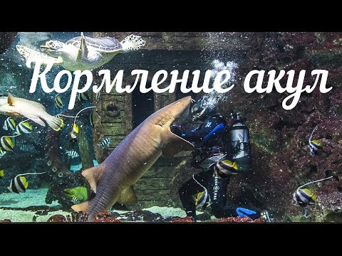 Видео: Шоу кормления акул