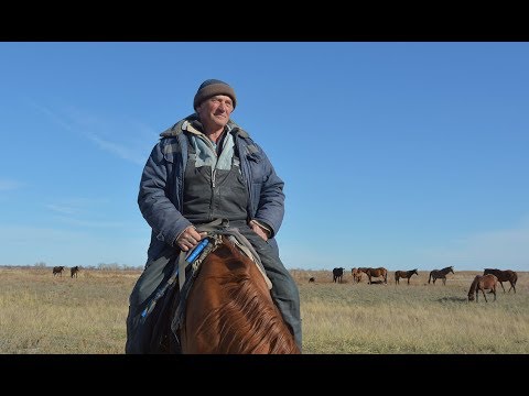 Видео: В табуне у Орловых.
