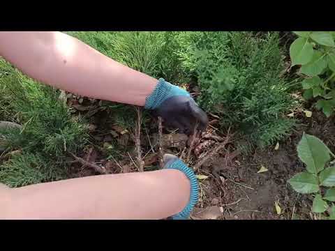 Видео: Роблю перший раз. Не судіть суворо.... Топіар.