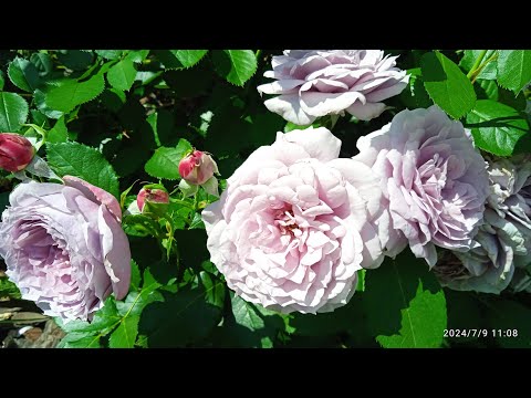 Видео: РОЗЫ - первогодки 2024 из двух питомников "Александра" и "Розы вашей мечты" (Волгоград)