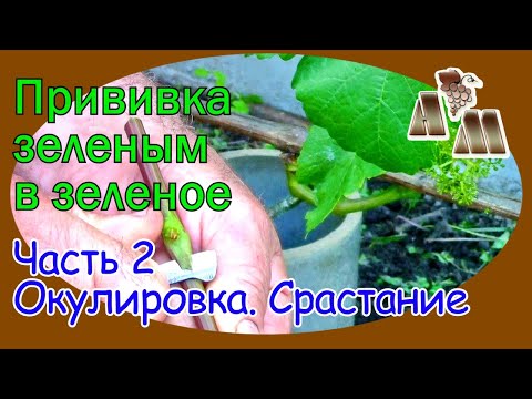 Видео: 🍇   Прививка зеленым в зеленое. Часть 2 - Окулировка щитком вприклад. Результат прививок.