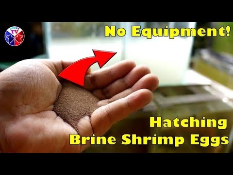 Видео: Выведение артемии без оборудования