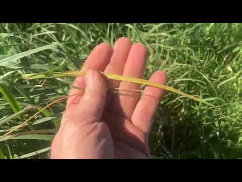 Видео: Неизбирательный выпас скота во время засухи снизит урожайность травы в следующем году, верно?