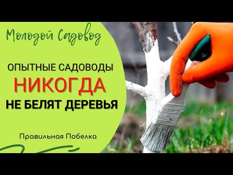 Видео: Побелка деревьев осенью | Рецепт побелки для деревьев