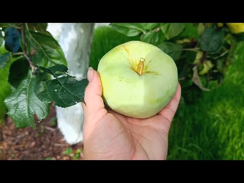 Видео: 19.09.23.Дача..Желтый Арбуз Зелёный 🤣Как всегда собираю яблоки..