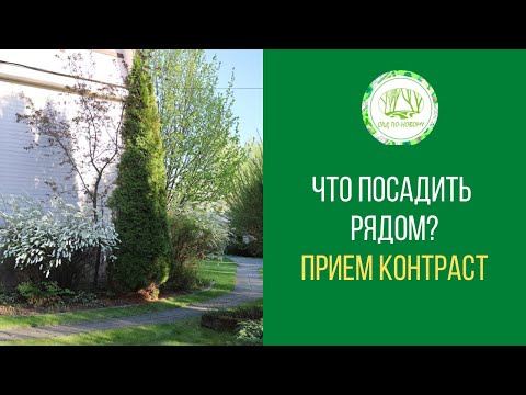 Видео: Что посадить рядом?  Приём составления композиций"контраст"