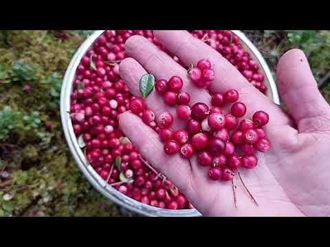 Видео: В лес за брусникой и привет с Байкала