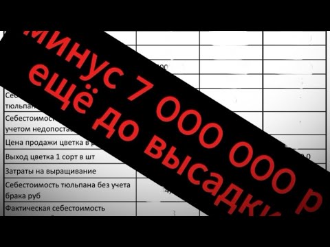Видео: Выгодно ли сегодня выгонять тюльпан?
