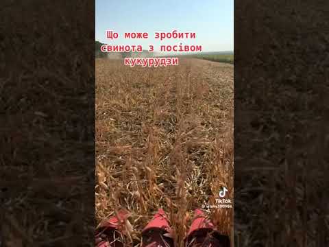 Видео: Кукурудза збір урожаю 2024