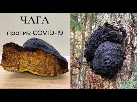 Видео: ЧАГА - ЧТО ЭТО? ИНТЕРЕСНЫЕ ФАКТЫ ПРО ЧАГУ! (Inonotus obliquus)