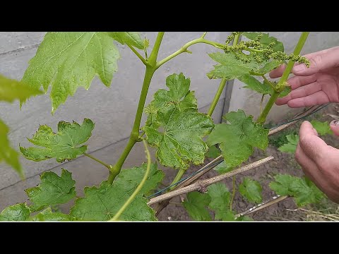 Видео: Антракноз на винограде и методы борьбы с ним.