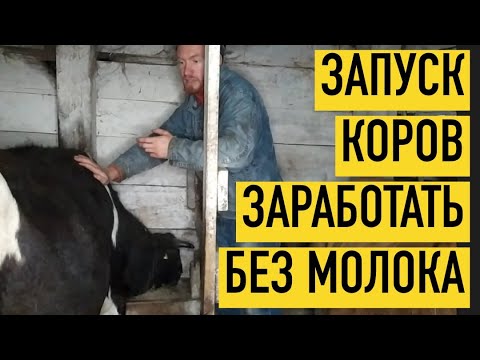 Видео: ДОМ В СЕЛЕ. ЗАПУСК КОРОВ. МОЙ АЛЬТЕРНАТИВНЫЙ ДОХОД ПРИ ОТСУТСТВИИ МОЛОКА. Синхронизация отелов.
