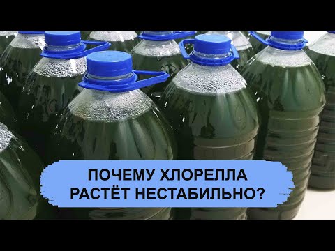 Видео: ПОЧЕМУ ХЛОРЕЛЛА РАСТЁТ НЕСТАБИЛЬНО?