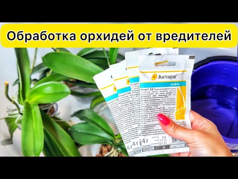 Видео: Полив орхидей от ВРЕДИТЕЛЕЙ / Трипс Актара / Часть 2