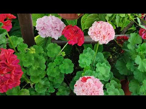 Видео: ОБЗОР ЦВЕТОВ  🥰  8 ИЮНЯ #цветы#лето#июнь#flowers#garden#настроение#пеларгония#фуксия#бегония#релакс#