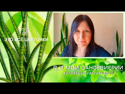 Видео: Я и мои сансевиерии