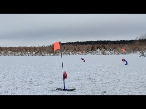 Видео: ПОСТАВИЛ ЖЕРЛИЦЫ И УШЕЛ ЛОВИТЬ ОКУНЯ. Пришел и очумел!!!Рыбалка на жерлицы